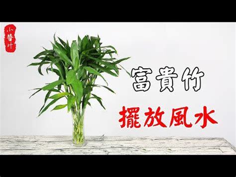 四支富貴竹|2024龍年風水｜富貴竹買幾支？桃花要點擺？一文睇 